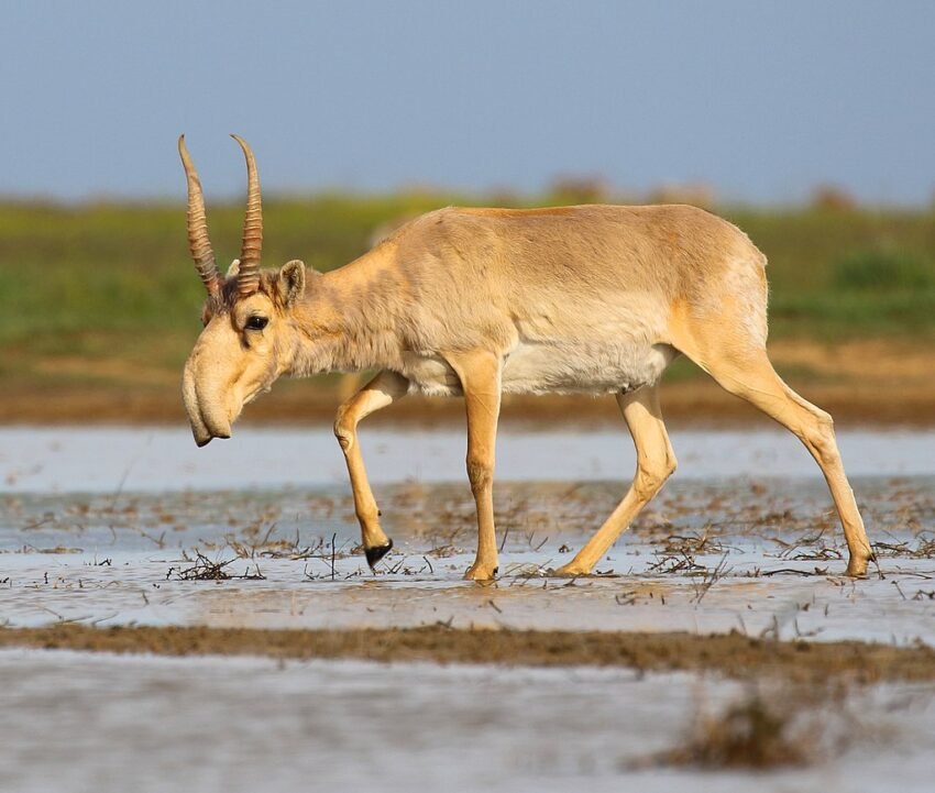 Saiga antelope