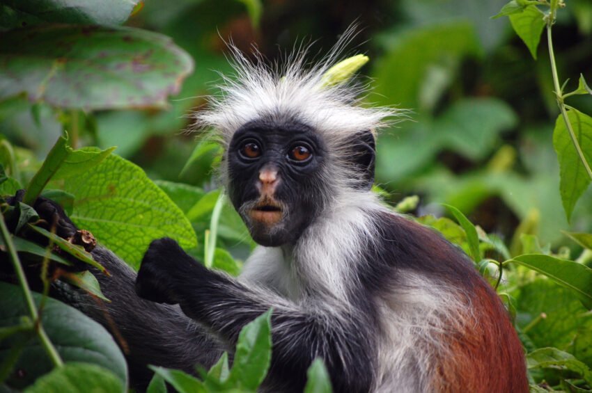 Red Colobus Monkey